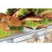 Bartscher DeliCool II 700202G Refrigerated Display Case, 120 L